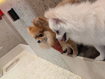 いぬカフェRio 京都店に投稿された画像（2025/6/21）