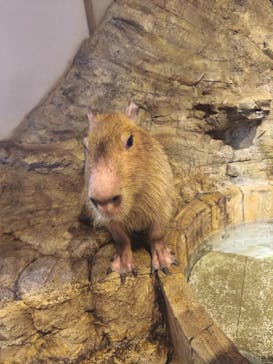 おさるランド＆アニタウン　日光さる軍団劇場に投稿された画像（2025/6/21）