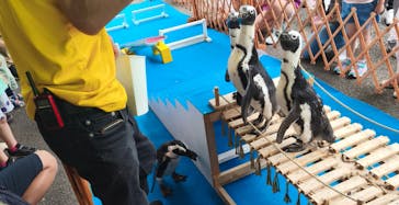 おさるランド＆アニタウン　日光さる軍団劇場に投稿された画像（2025/6/21）