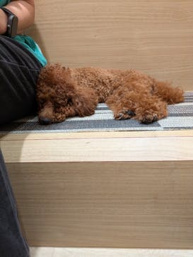 いぬカフェRio 秋葉原店に投稿された画像（2025/6/21）