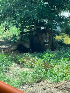 東京動物園協会_多摩動物公園に投稿された画像（2025/6/21）