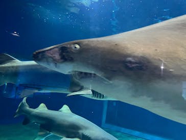 アクアワールド茨城県大洗水族館に投稿された画像（2025/6/21）