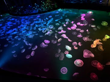 すみだ水族館に投稿された画像（2025/5/5）