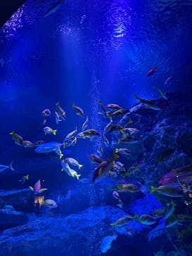 すみだ水族館に投稿された画像（2025/5/5）