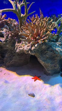 新江ノ島水族館に投稿された画像（2025/6/21）