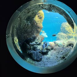 新江ノ島水族館に投稿された画像（2025/6/21）
