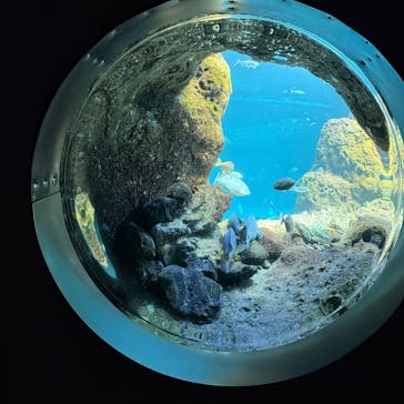 新江ノ島水族館に投稿された画像（2025/6/21）