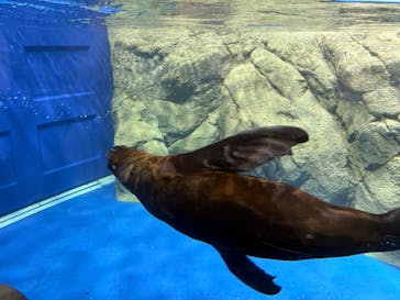 新江ノ島水族館に投稿された画像（2025/6/21）