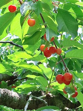 果実の里 原田農園に投稿された画像（2025/6/21）