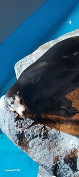 アクアワールド茨城県大洗水族館に投稿された画像（2025/6/21）