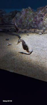 アクアワールド茨城県大洗水族館に投稿された画像（2025/6/21）