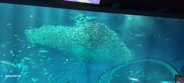 アクアワールド茨城県大洗水族館に投稿された画像（2025/6/21）