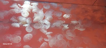 アクアワールド茨城県大洗水族館に投稿された画像（2025/6/21）