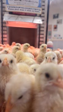 アニタッチみなとみらいに投稿された画像（2025/6/21）