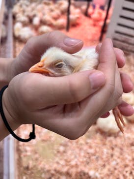 アニタッチみなとみらいに投稿された画像（2025/6/21）