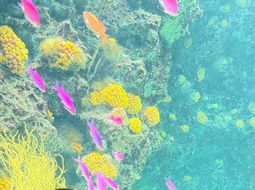 環境水族館アクアマリンふくしまに投稿された画像（2025/6/21）