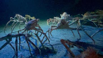 環境水族館アクアマリンふくしまに投稿された画像（2025/6/21）