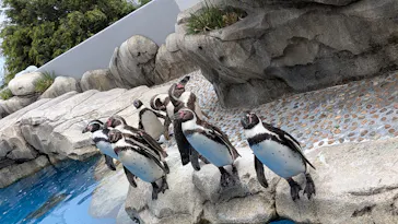 仙台うみの杜水族館に投稿された画像（2025/6/22）