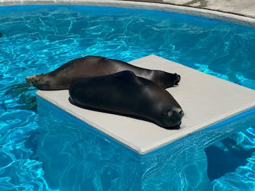 鴨川シーワールドに投稿された画像（2025/6/22）