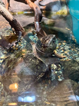 世界淡水魚園水族館　アクア・トトぎふに投稿された画像（2025/6/22）