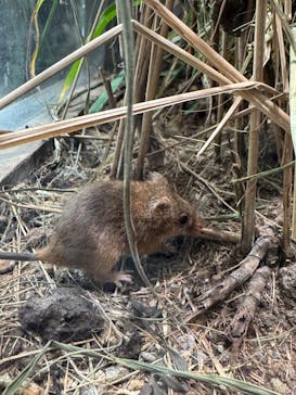 世界淡水魚園水族館　アクア・トトぎふに投稿された画像（2025/6/22）