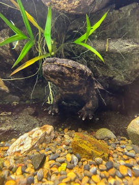 世界淡水魚園水族館　アクア・トトぎふに投稿された画像（2025/6/22）