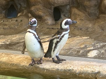 しながわ水族館に投稿された画像（2025/6/22）