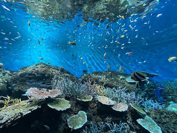 アクアワールド茨城県大洗水族館に投稿された画像（2025/6/22）