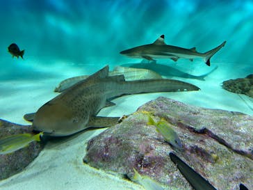 アクアワールド茨城県大洗水族館に投稿された画像（2025/6/22）