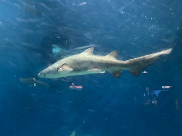 アクアワールド茨城県大洗水族館に投稿された画像（2025/6/22）