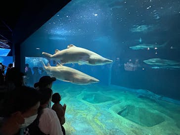 アクアワールド茨城県大洗水族館に投稿された画像（2025/6/22）