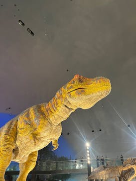 福井県立恐竜博物館に投稿された画像（2025/6/22）