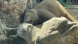 恩賜上野動物園に投稿された画像（2025/6/22）