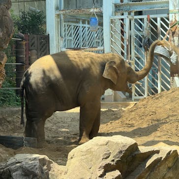 恩賜上野動物園に投稿された画像（2025/6/22）