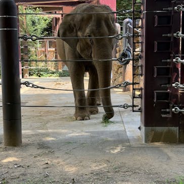 恩賜上野動物園に投稿された画像（2025/6/22）