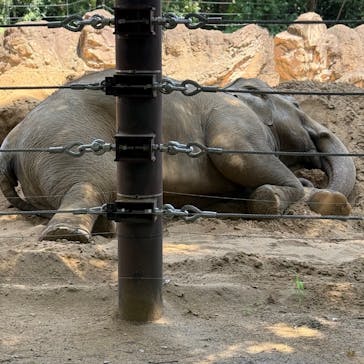 恩賜上野動物園に投稿された画像（2025/6/22）