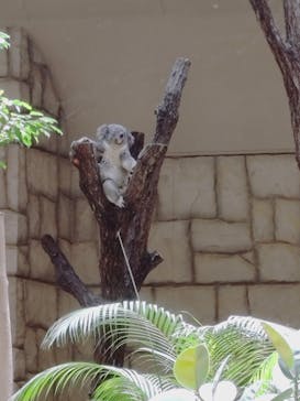 名古屋市東山動植物園に投稿された画像（2025/6/22）