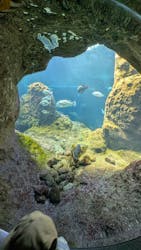 新江ノ島水族館に投稿された画像（2025/6/22）