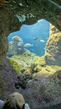 新江ノ島水族館に投稿された画像（2025/6/22）