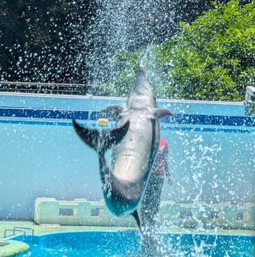 しながわ水族館に投稿された画像（2025/6/22）