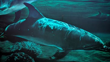 しながわ水族館に投稿された画像（2025/6/22）