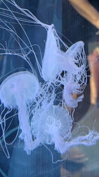 しながわ水族館に投稿された画像（2025/6/22）