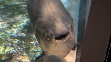 しながわ水族館に投稿された画像（2025/6/22）