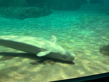 名古屋港水族館に投稿された画像（2025/6/22）