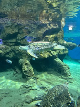 名古屋港水族館に投稿された画像（2025/6/22）