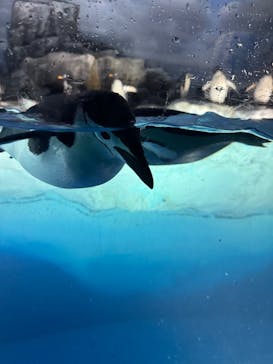 名古屋港水族館に投稿された画像（2025/6/22）