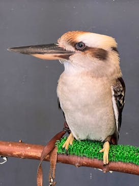 Moff animal cafe iias つくば店に投稿された画像（2025/6/22）