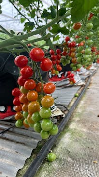 キノシタファームに投稿された画像（2025/6/22）