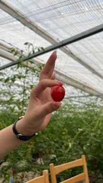 キノシタファームに投稿された画像（2025/6/22）