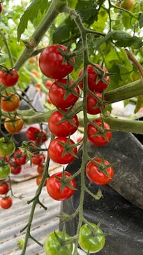 キノシタファームに投稿された画像（2025/6/22）